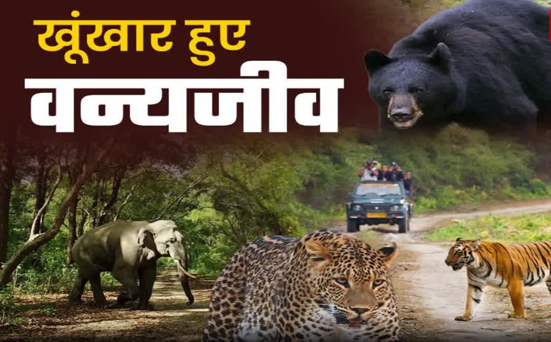 मानव-वन्यजीव संघर्ष रोकने के लिए उत्तराखंड सरकार का नया कदम, हर जिले में बनेगी विशेष समिति