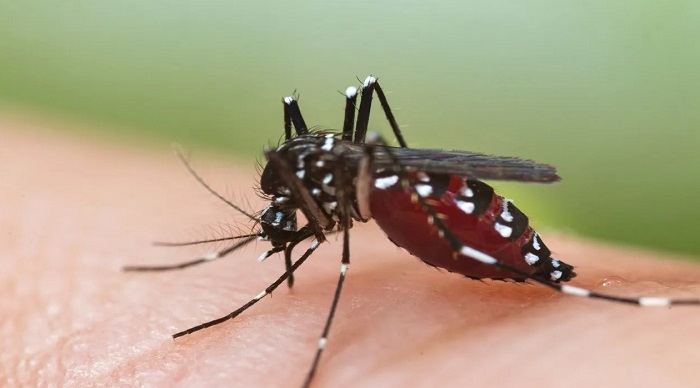 मानसून में डेंगू का बढ़ता खतरा,,जानें कौन से फूड्स हैं आपके लिए फायदेमंद!