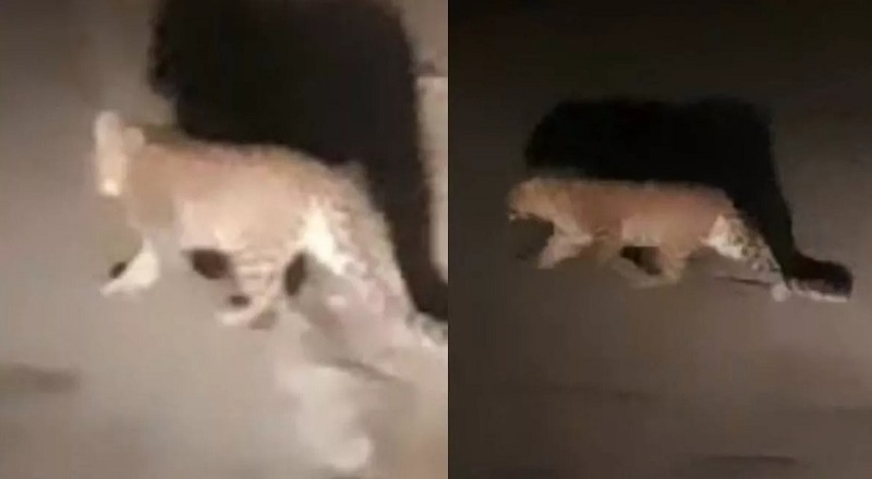 पहाड़ों में बढ़ी गुलदार की दस्तक,,,गंगोत्री हाइवे पर टहलता आया नजर,,,, लोगों में भय का माहौल....