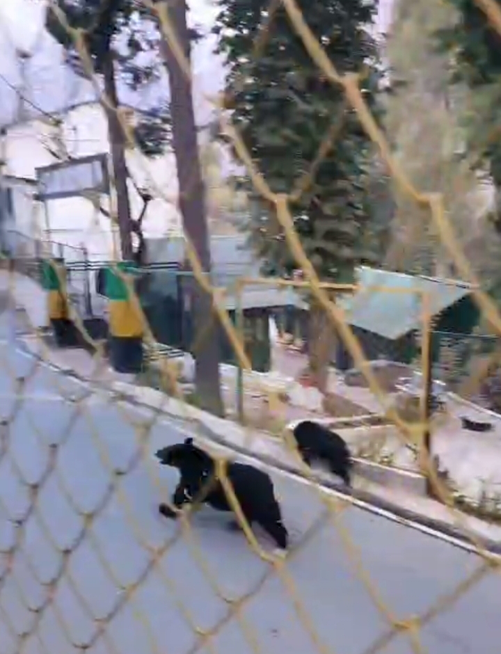 जोशीमठ में भालू शावक का रेस्क्यू: कनस्तर में फंसा सिर, वन विभाग ने दिलाई राहत