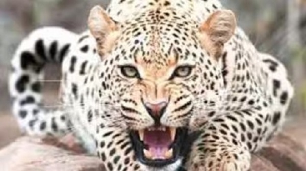 बच्चे को बनाया अपना निवाला,,,, माता-पिता की लाख कोशिशों के बाद भी नहीं बच सका...?