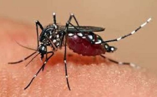 स्वास्थ्य विभाग ने इस वर्ष डेंगू के मामलों की रोकथाम के लिए कार्य योजना की तैयार..
