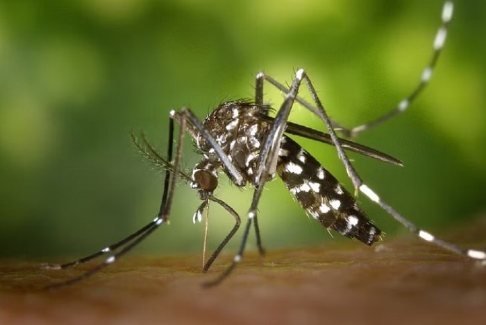 बरसात के मौसम में डेंगू से बचाव के उपाय और सावधानियां,,जानिए एक क्लिक में..