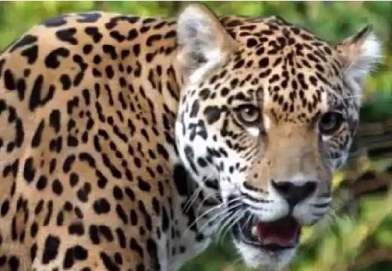 महिला पर हमलावर गुलदार को वन विभाग ने मार गिराया