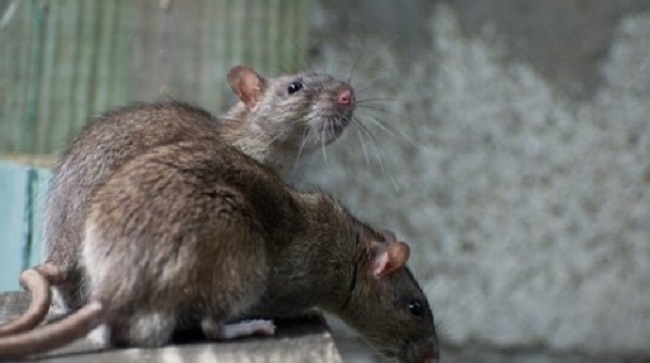 घर में घूमते हैं चूहे तो हो जाइए सावधान,, इन बीमारियों का हो सकते हैं शिकार