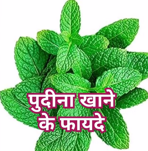 इस हरी पत्ती ने मचाया तहलका! खाओ और रहो फिट