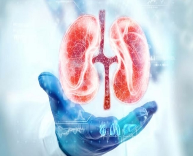 किडनी को लंबे समय तक हेल्दी रखने के लिए अपनाएं ये आदतें!