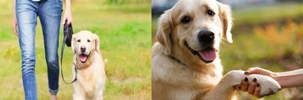 कुत्ते की समझदारी की वजह है मल्टीमीडिया